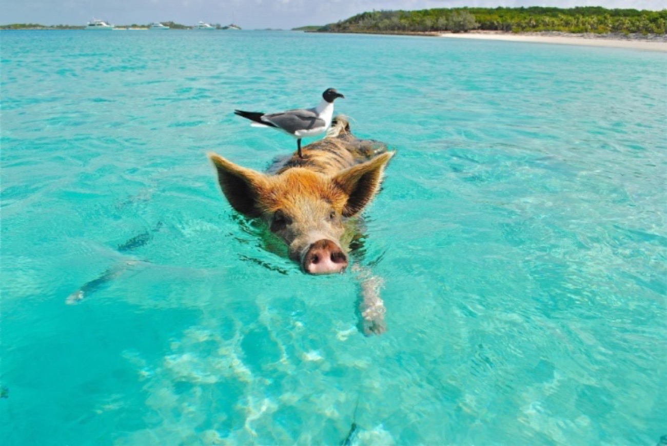 Bird on pig